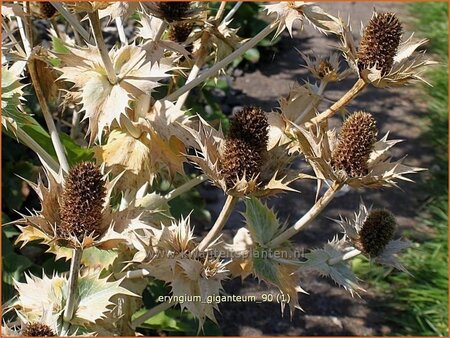 Eryngium giganteum
