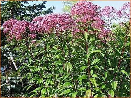 Eupatorium purpureum