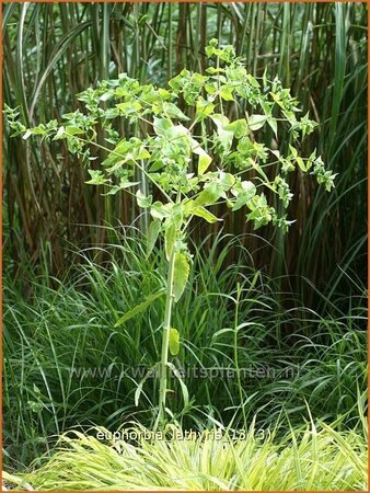 Euphorbia lathyris