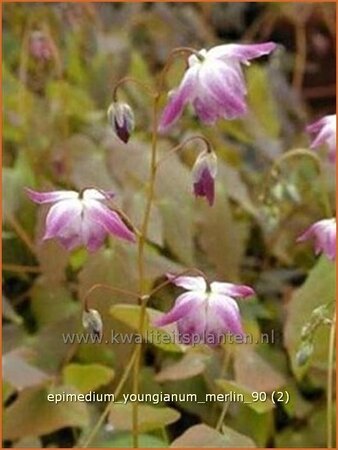 Epimedium youngianum &#39;Merlin&#39;