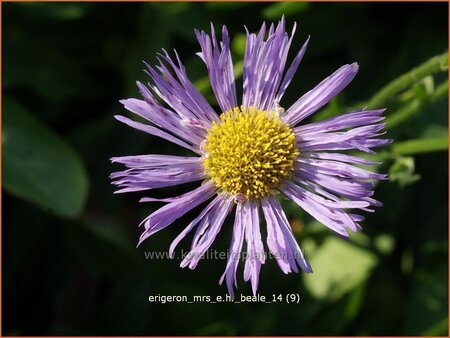 Erigeron &#39;Mrs E.H. Beale&#39;