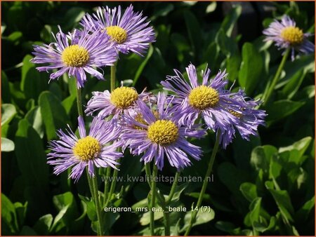 Erigeron &#39;Mrs E.H. Beale&#39;