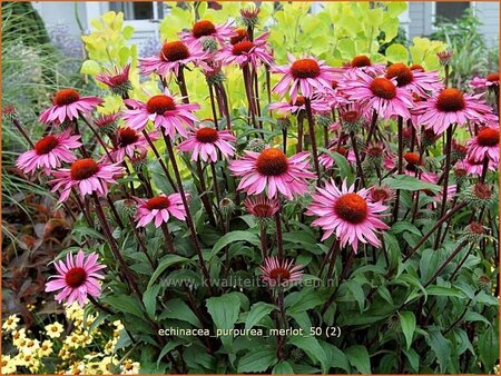 Echinacea purpurea 'Merlot'
