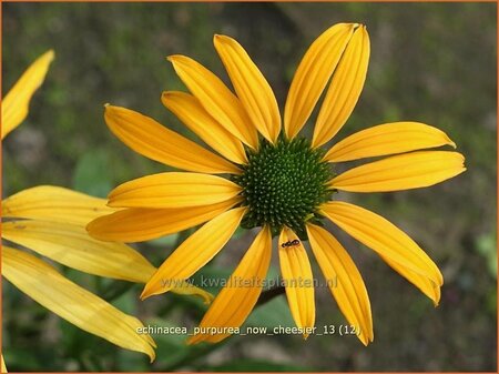 Echinacea purpurea &#39;Now Cheesier&#39;