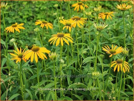 Echinacea purpurea &#39;Now Cheesier&#39;