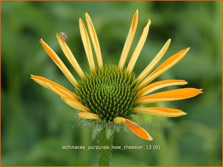 Echinacea purpurea &#39;Now Cheesier&#39;