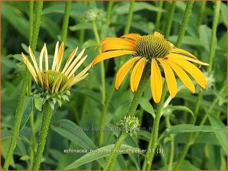 Echinacea purpurea &#39;Now Cheesier&#39;