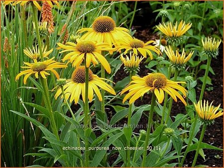 Echinacea purpurea &#39;Now Cheesier&#39;