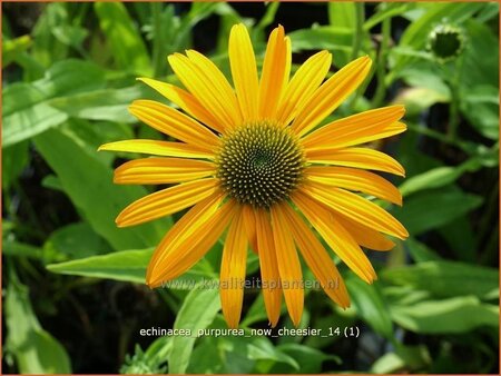 Echinacea purpurea &#39;Now Cheesier&#39;