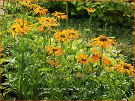 Echinacea purpurea &#39;Now Cheesier&#39;