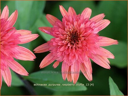 Echinacea purpurea &#39;Raspberry Truffle&#39;