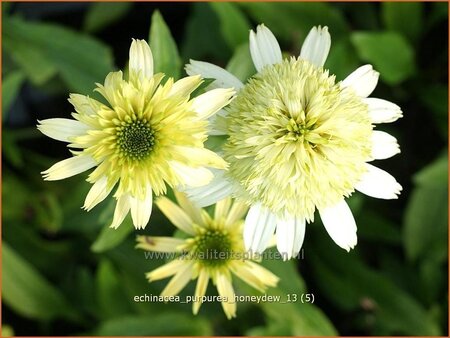 Echinacea purpurea &#39;Honeydew&#39;