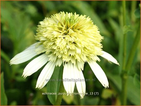 Echinacea purpurea &#39;Honeydew&#39;