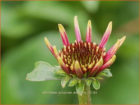 Echinacea purpurea &#39;Eccentric&#39;