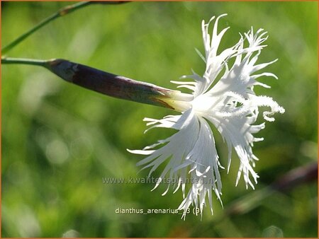 Dianthus arenarius