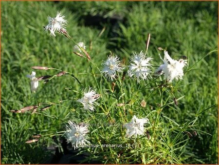 Dianthus arenarius