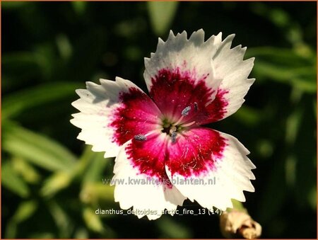 Dianthus deltoides &#39;Arctic Fire&#39;