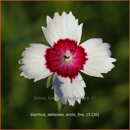 Dianthus deltoides &#39;Arctic Fire&#39;