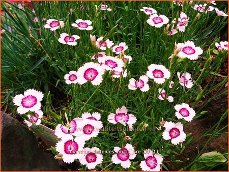 Dianthus deltoides &#39;Arctic Fire&#39;