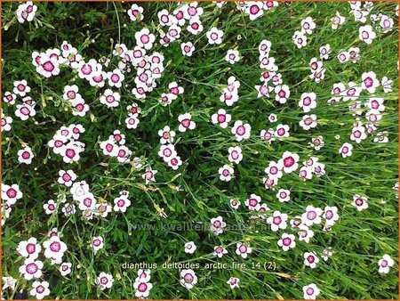 Dianthus deltoides &#39;Arctic Fire&#39;