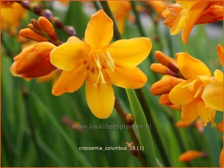 Crocosmia &#39;Columbus&#39;