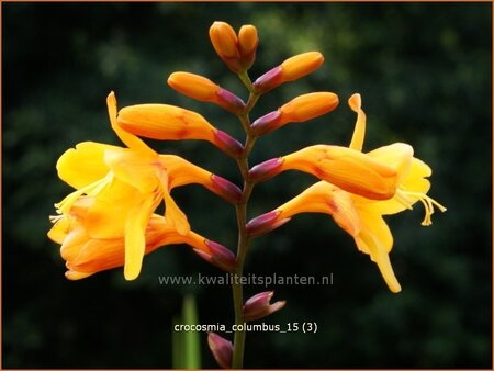 Crocosmia 'Columbus'