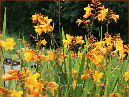Crocosmia 'Columbus'