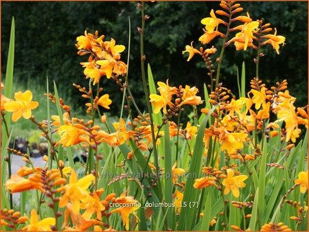 Crocosmia &#39;Columbus&#39;