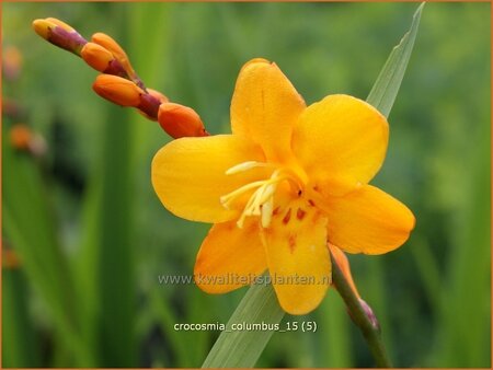 Crocosmia &#39;Columbus&#39;