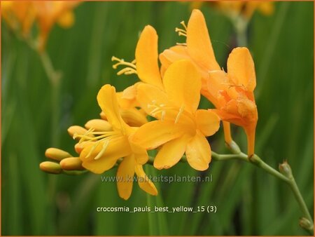 Crocosmia &#39;Paul&#39;s Best Yellow&#39;