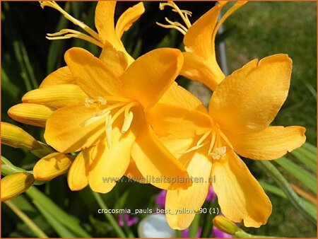 Crocosmia &#39;Paul&#39;s Best Yellow&#39;