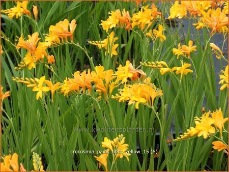 Crocosmia &#39;Paul&#39;s Best Yellow&#39;
