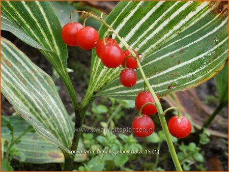 Convallaria majalis &#39;Albostriata&#39;