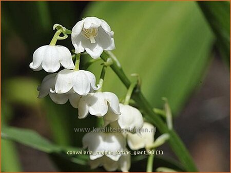 Convallaria majalis 'Fortin's Giant'