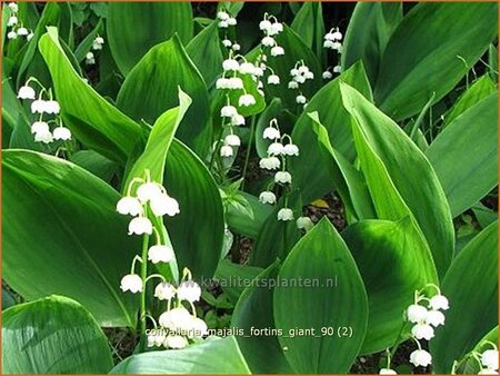Convallaria majalis &#39;Fortin&#39;s Giant&#39;