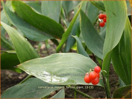 Convallaria majalis &#39;Fortin&#39;s Giant&#39;