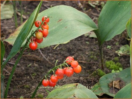 Convallaria majalis &#39;Fortin&#39;s Giant&#39;