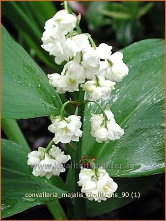 Convallaria majalis 'Prolificans'
