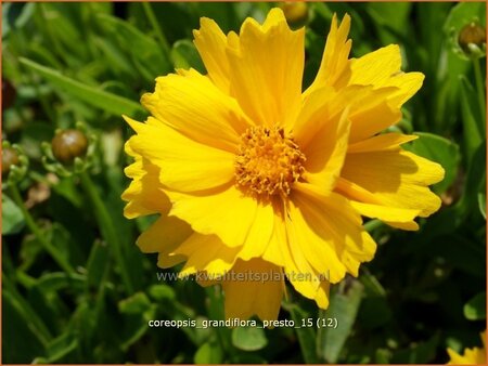 Coreopsis grandiflora &#39;Presto&#39;