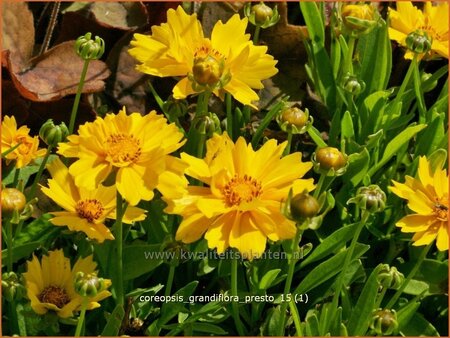 Coreopsis grandiflora &#39;Presto&#39;