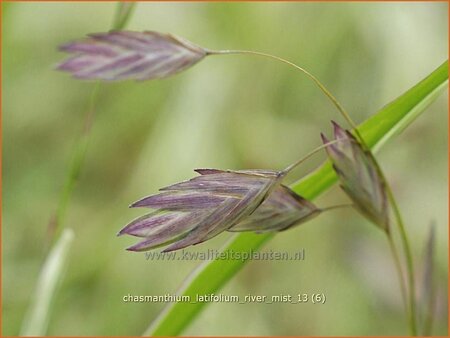 Chasmanthium latifolium 'River Mist'