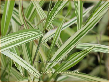 Chasmanthium latifolium &#39;River Mist&#39;