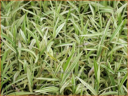 Chasmanthium latifolium &#39;River Mist&#39;