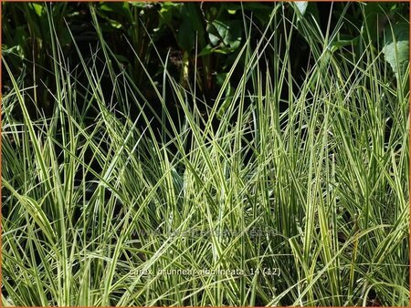 Carex brunnea &#39;Albolineata&#39;