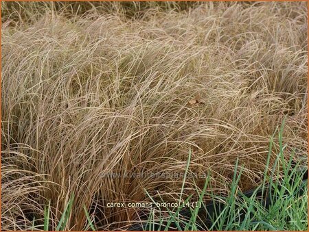 Carex comans &#39;Bronco&#39;