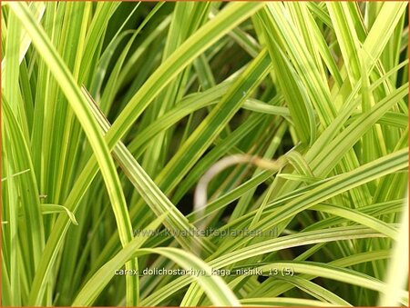 Carex dolichostachya &#39;Kaga-nishiki&#39;