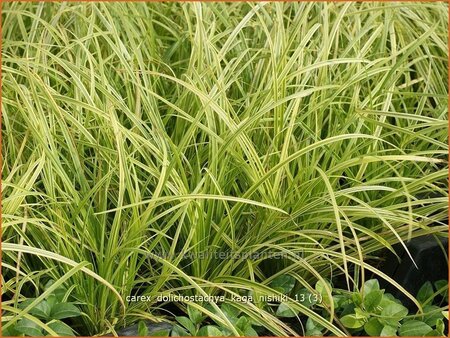 Carex dolichostachya 'Kaga-nishiki'