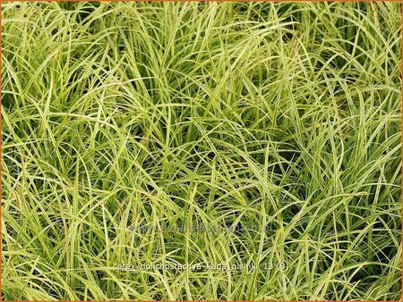 Carex dolichostachya 'Kaga-nishiki'