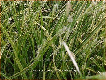 Carex dolichostachya 'Kaga-nishiki'