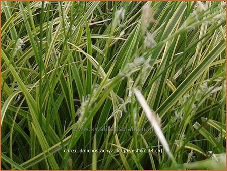 Carex dolichostachya &#39;Kaga-nishiki&#39;